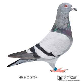 Louella Vandenabeele Blue Hen 26-755 Ref 8230