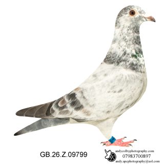 Louella Leideman Bros Grizzle Cock 26-799 Ref 8153