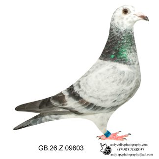 Louella Leideman Bros Grizzle Cock 26-803 Ref 8108