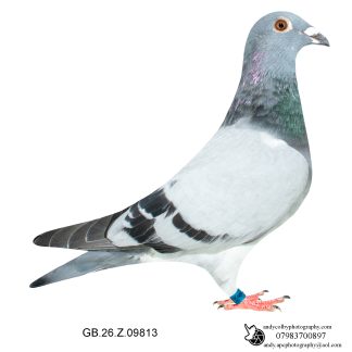 Louella Leideman Bros Blue Cock 26-813 Ref 7967