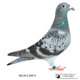 Louella Performance Busschaert Cheq Hen 26-815 Ref 8034