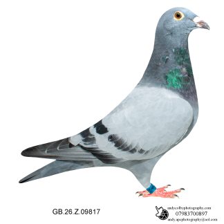 Louella Leideman Bros Blue Hen 26-817 Ref 7963