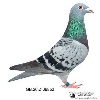 Louella Jan Aarden Cheq Hen 26-852 Ref 8589