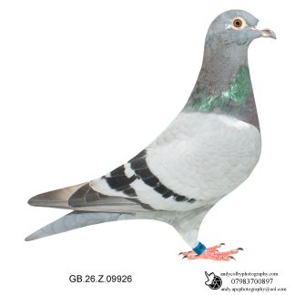Louella Dirk V D Bulck X Birdy Blue Hen 26-926 Ref 8180