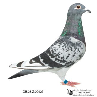 Louella Dirk V D Bulck X Birdy Cheq W/F Cock 26-927 Ref 8179