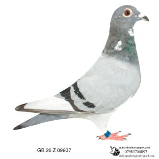 Louella Dirk V D Bulck Blue Pied Hen 26-937 Ref 8099