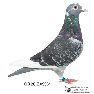 Louella Jan Aarden Dark Pied Cock 26-961 Ref 8584