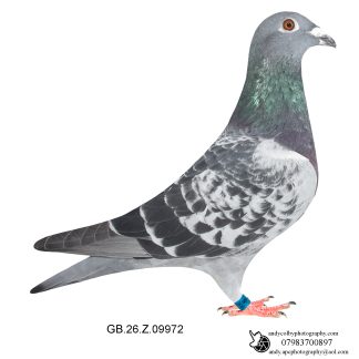 Louella Leo Pronk Cheq Cock 26-972 Ref 8357