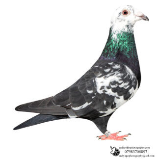 Louella Harlequin