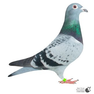 Gaby Vandenabeele/Jan Hooyman